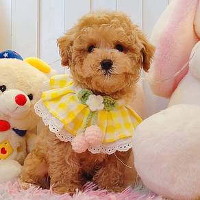 Poodle