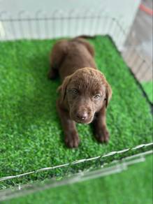 chocolate Labrador available now