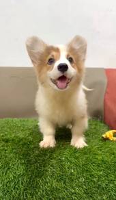 Corgi long haired mka mka mka