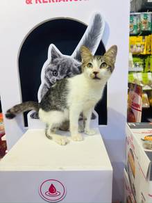 Handsome kitte Free Adopt