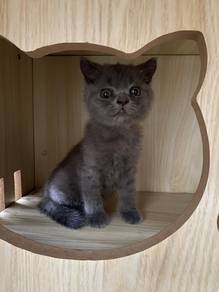 Male British Shorthair Kitten For Sale 🐾