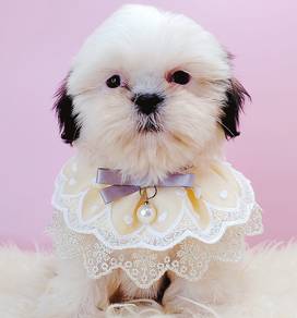 Shih Tzu