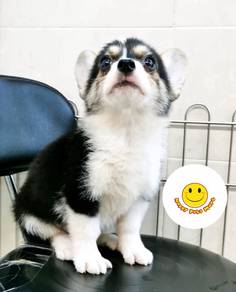 HQQ77 - Welsh Corgi tri color puppies dogs