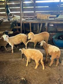 kambing bulu2 atau biri 