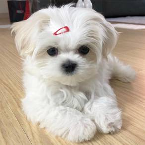 Doll-like Maltese Snow White Baby Face Puppy Puppy