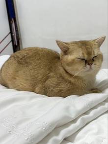 bsh