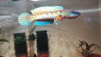 auranti 5 inch high fin