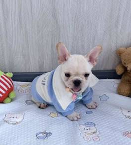 FRENCH BULLDOG PUPPIES 🌻VIP161 Girl