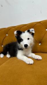 Border Collie Blue eyes