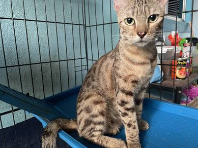 Bengal( pok bsh mok bengal)