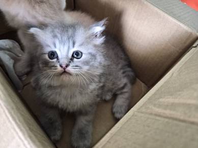 Rehome kitten
