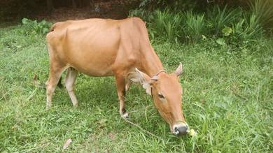 cow