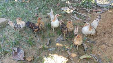 Anak ayam serama 6 ekor