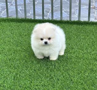 POMERANIAN PUPPIES A214🌻 Pretty Fluffy Girl