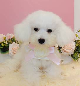 Maltipoo
