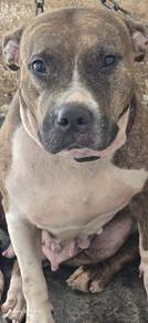 dog free adoption