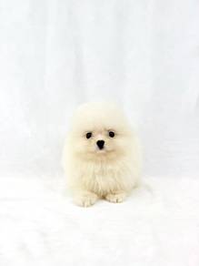 POMERANIAN PUPPIES (TINY) 💞Mka Cert