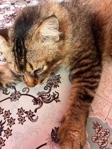 mix maincoon