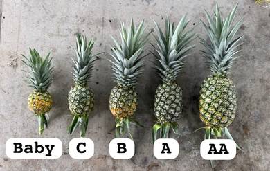 MD2 Nanas Pineapple