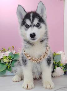 Wooly Husky