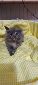 scf longhair