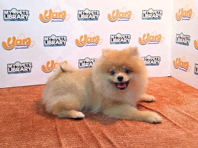 Pomeranian  bear orange