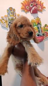 cocker spaniel 