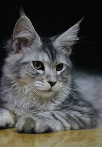 Mainecoon