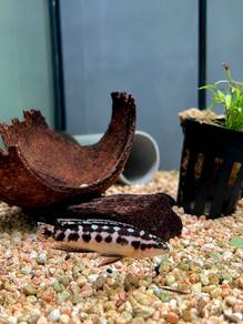 Masked Julie Cichlid