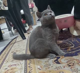 bsh female 