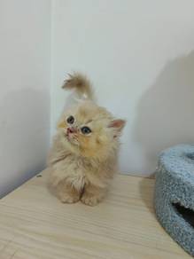 Munchkin Long Hair