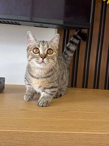 Supershort Munchkin BSH Golden Tabby Female
