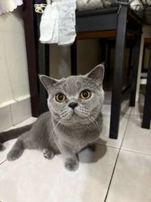British short hair