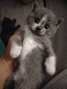 Bsh kitten male