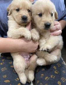 Golden Retriever 