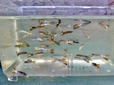 Rambo guppies fish OFFER 1 pair