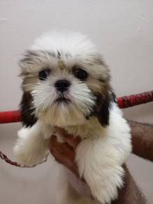Shihtzu