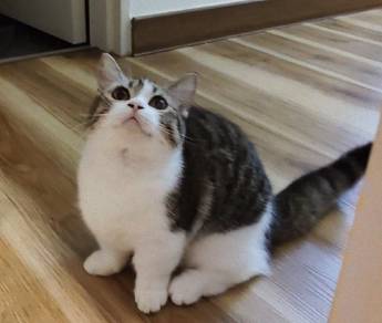 Super short BSH Munchkin Female 1 year