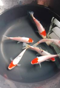 Ikan koi