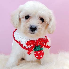 Maltipoo