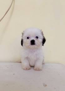 Shih Tzu puppies snoopy look cute small breed