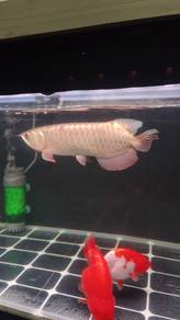 arowana golden head