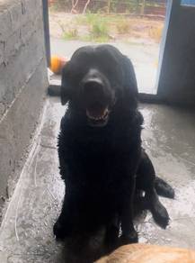 labrador m/f