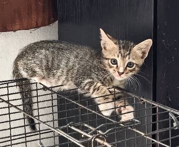 Anak kucing / cat free 