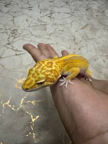 Leopard Gecko Female