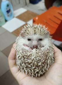 hedgehog 🦔 rehome 
