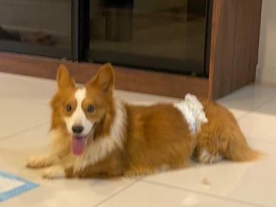 China imported long coat Corgi