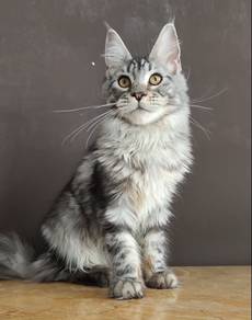 Mainecoon