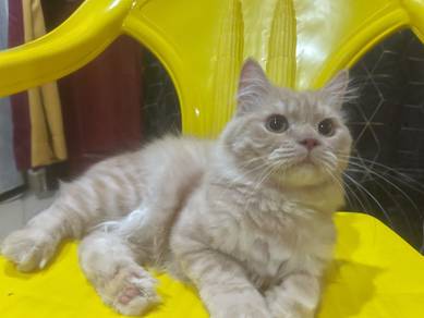 Kucing ragdoll mix bsh area perlis