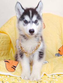 Wooly Husky